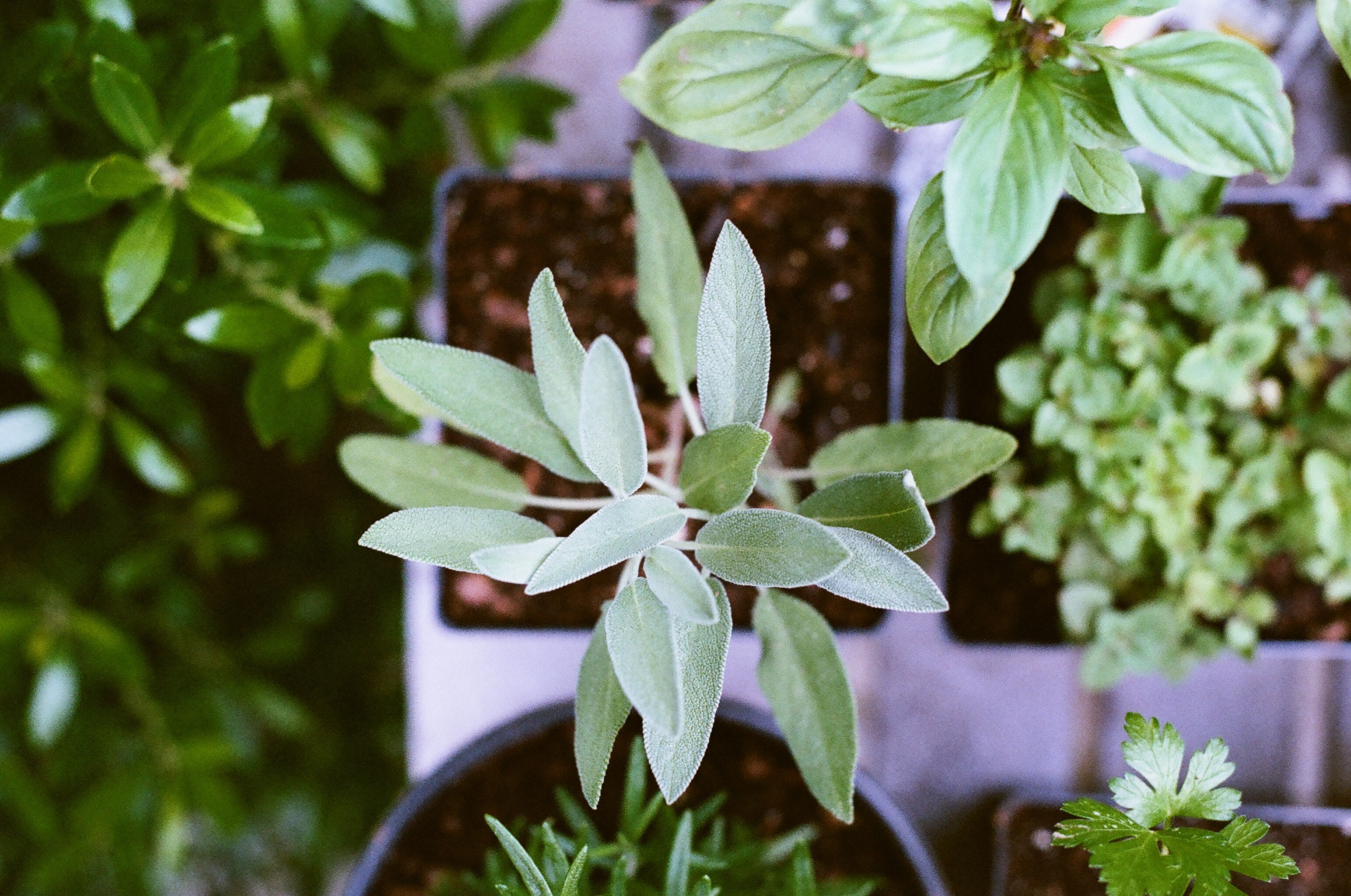 Free Images : nature, blossom, leaf, flower, green, herb, fresh, botany ...