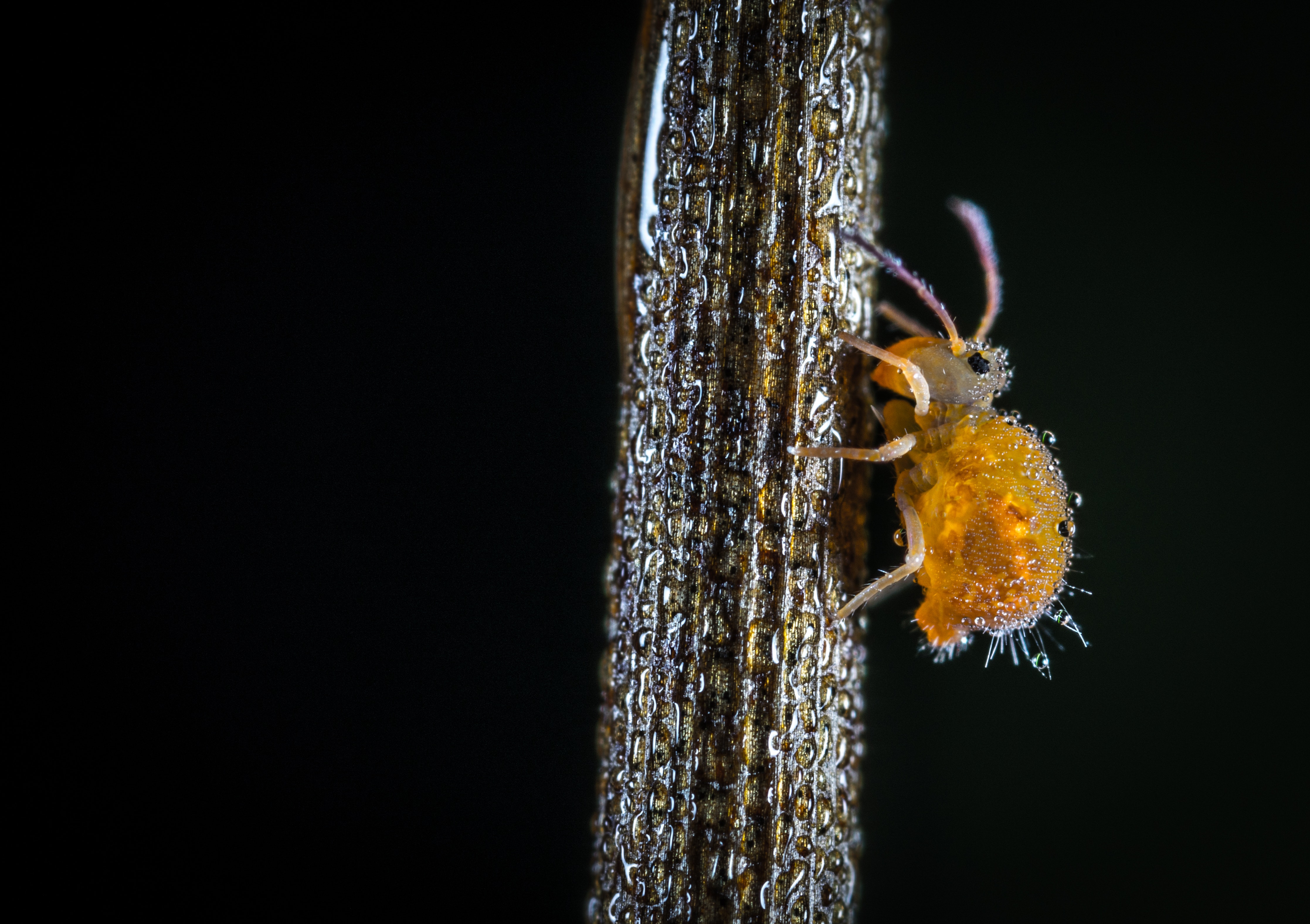 Free Images : parasite, invertebrate, macro photography, organism, pest ...