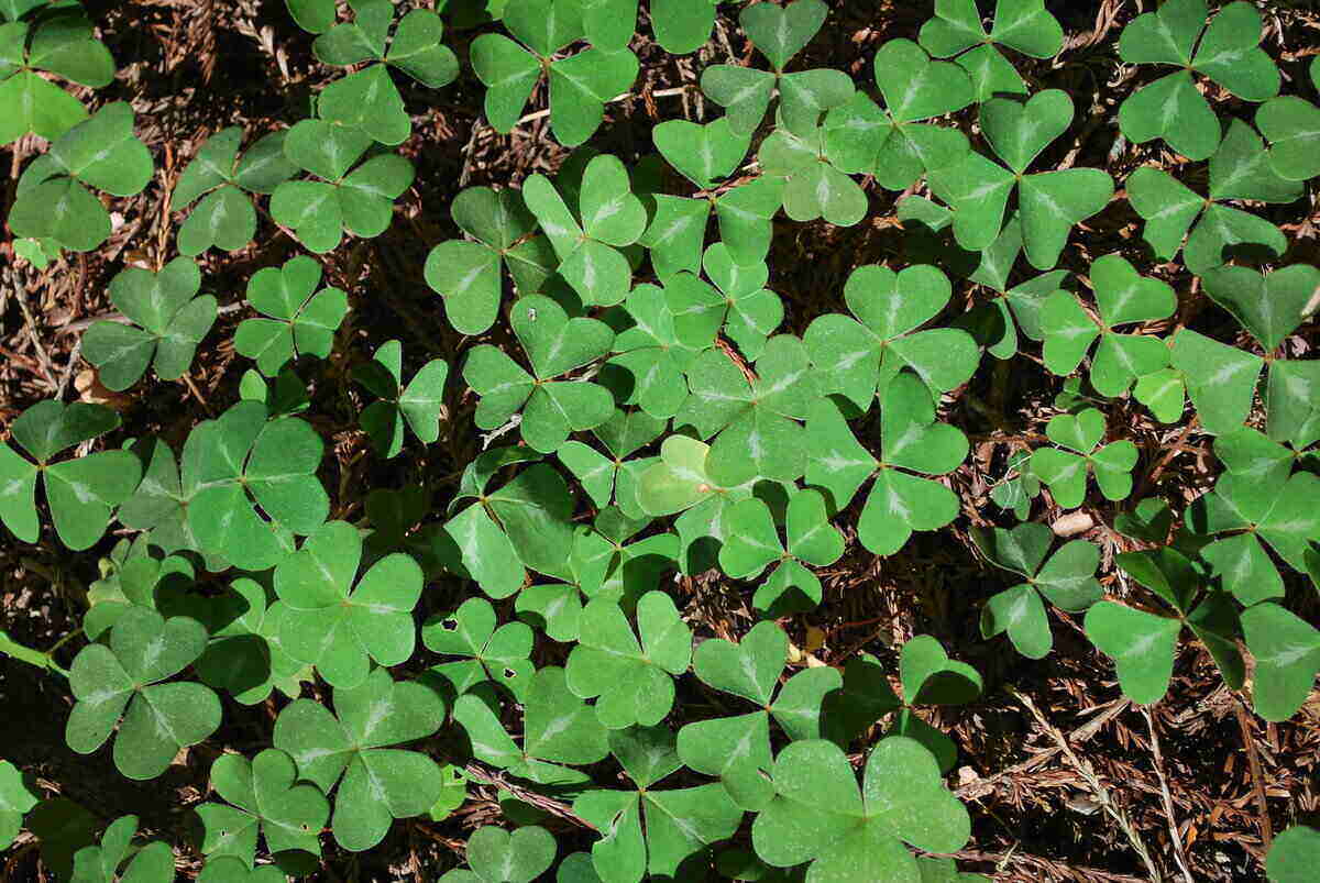 Clover Clover